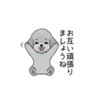 使いやすい長文のトイプードル②(敬語)（個別スタンプ：24）