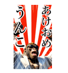 サングラスしたゴリラの正月【BIG】再販（個別スタンプ：1）