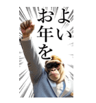 サングラスしたゴリラの正月【BIG】再販（個別スタンプ：8）