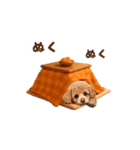 トイプードルの冬の季節の変わり目スタンプ（個別スタンプ：6）