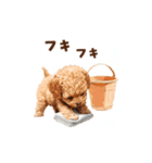 トイプードルの冬の季節の変わり目スタンプ（個別スタンプ：10）