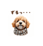 トイプードルの冬の季節の変わり目スタンプ（個別スタンプ：11）