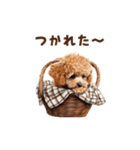 トイプードルの冬の季節の変わり目スタンプ（個別スタンプ：13）