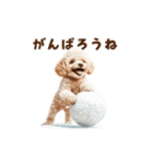 トイプードルの冬の季節の変わり目スタンプ（個別スタンプ：16）