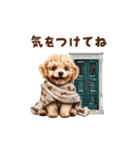 トイプードルの冬の季節の変わり目スタンプ（個別スタンプ：22）