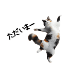 猫ネコねこ★毎日必ず使う家族連絡（個別スタンプ：2）