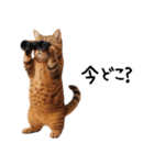 猫ネコねこ★毎日必ず使う家族連絡（個別スタンプ：3）