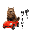 猫ネコねこ★毎日必ず使う家族連絡（個別スタンプ：6）