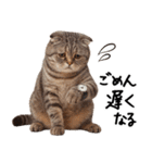 猫ネコねこ★毎日必ず使う家族連絡（個別スタンプ：9）