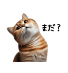 猫ネコねこ★毎日必ず使う家族連絡（個別スタンプ：10）