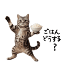 猫ネコねこ★毎日必ず使う家族連絡（個別スタンプ：14）