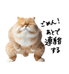 猫ネコねこ★毎日必ず使う家族連絡（個別スタンプ：20）