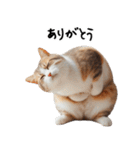 猫ネコねこ★毎日必ず使う家族連絡（個別スタンプ：22）