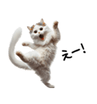 猫ネコねこ★毎日必ず使う家族連絡（個別スタンプ：27）