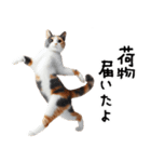 猫ネコねこ★毎日必ず使う家族連絡（個別スタンプ：30）