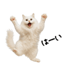 猫ねこネコ★即返信に使える！可愛い♪（個別スタンプ：2）