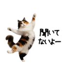 猫ねこネコ★即返信に使える！可愛い♪（個別スタンプ：12）