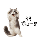 猫ねこネコ★即返信に使える！可愛い♪（個別スタンプ：13）