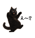 猫ねこネコ★即返信に使える！可愛い♪（個別スタンプ：14）