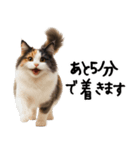 猫ねこネコ★即返信に使える！可愛い♪（個別スタンプ：15）