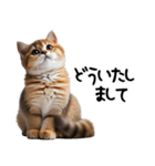 猫ねこネコ★即返信に使える！可愛い♪（個別スタンプ：16）