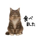 猫ねこネコ★即返信に使える！可愛い♪（個別スタンプ：19）