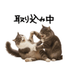 猫ねこネコ★即返信に使える！可愛い♪（個別スタンプ：21）