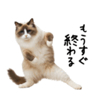 猫ねこネコ★即返信に使える！可愛い♪（個別スタンプ：22）