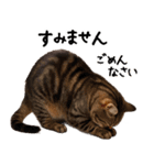 猫ねこネコ★即返信に使える！可愛い♪（個別スタンプ：26）