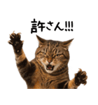 猫ねこネコ★即返信に使える！可愛い♪（個別スタンプ：27）
