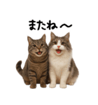 猫ねこネコ★即返信に使える！可愛い♪（個別スタンプ：30）