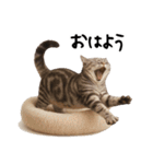 猫ねこネコ★即返信に使える！可愛い♪（個別スタンプ：31）