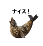 もちもちゴマフアザラシのアクション集（個別スタンプ：1）