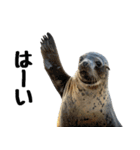 もちもちゴマフアザラシのアクション集（個別スタンプ：2）