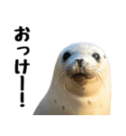 もちもちゴマフアザラシのアクション集（個別スタンプ：3）