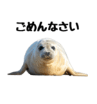 もちもちゴマフアザラシのアクション集（個別スタンプ：4）