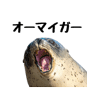もちもちゴマフアザラシのアクション集（個別スタンプ：5）