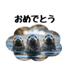 もちもちゴマフアザラシのアクション集（個別スタンプ：6）