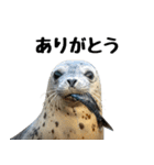 もちもちゴマフアザラシのアクション集（個別スタンプ：7）