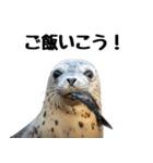 もちもちゴマフアザラシのアクション集（個別スタンプ：8）