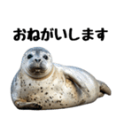 もちもちゴマフアザラシのアクション集（個別スタンプ：9）