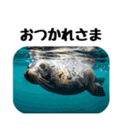もちもちゴマフアザラシのアクション集（個別スタンプ：10）