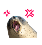 もちもちゴマフアザラシのアクション集（個別スタンプ：11）