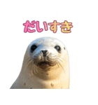 もちもちゴマフアザラシのアクション集（個別スタンプ：12）