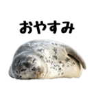 もちもちゴマフアザラシのアクション集（個別スタンプ：13）