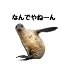 もちもちゴマフアザラシのアクション集（個別スタンプ：14）