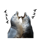 もちもちゴマフアザラシのアクション集（個別スタンプ：15）