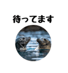 もちもちゴマフアザラシのアクション集（個別スタンプ：16）