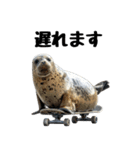 もちもちゴマフアザラシのアクション集（個別スタンプ：17）