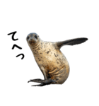 もちもちゴマフアザラシのアクション集（個別スタンプ：18）